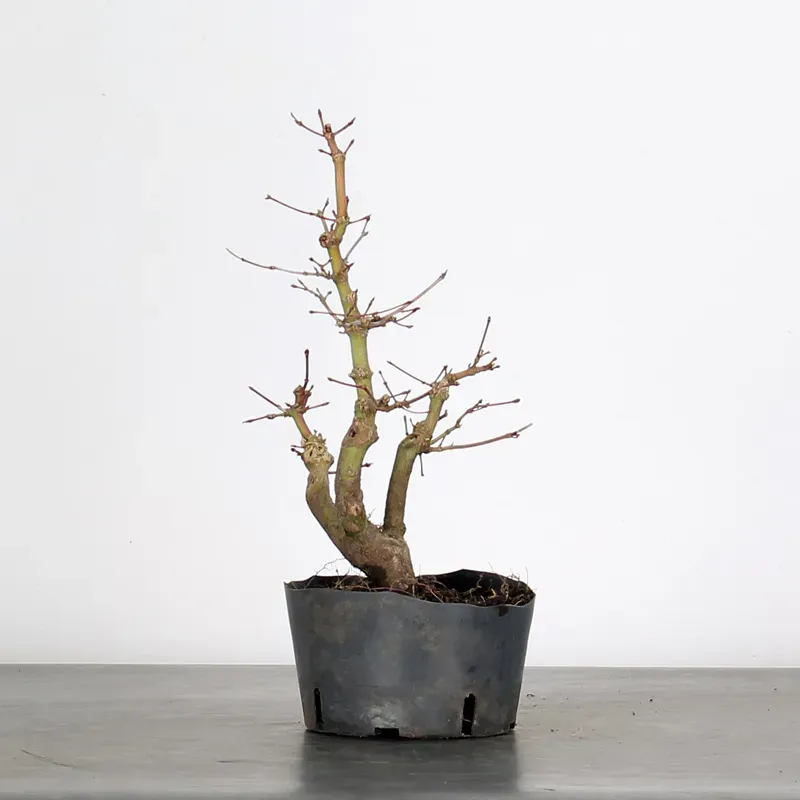 image supplémentaire - PREBONSAI ERABLE PALMATUM n°6
