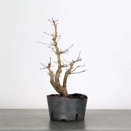 image supplémentaire - PREBONSAI MAPLE PALMATUM n° 6