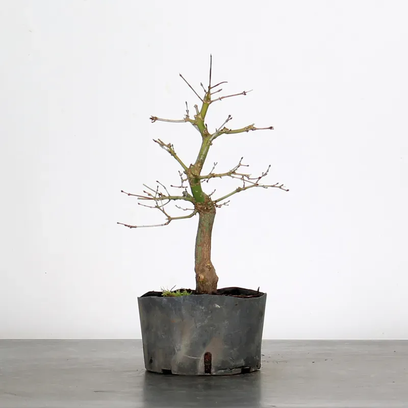 image supplémentaire - PREBONSAI ERABLE PALMATUM n°7
