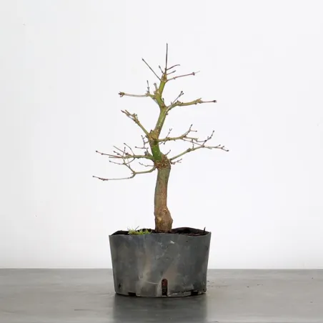 image supplémentaire - PREBONSAI MAPLE PALMATUM n°7