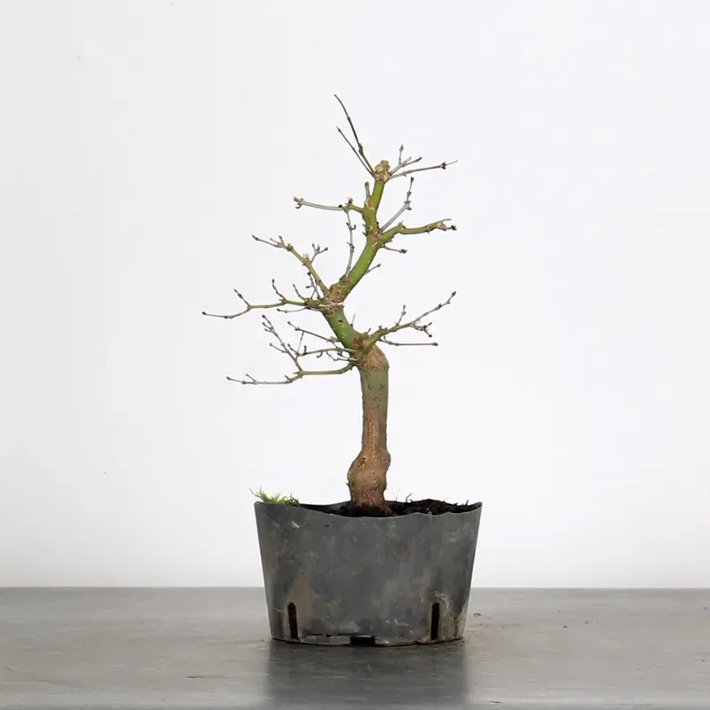 PREBONSAI ERABLE PALMATUM n°7