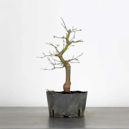 PREBONSAI MAPLE PALMATUM n°7