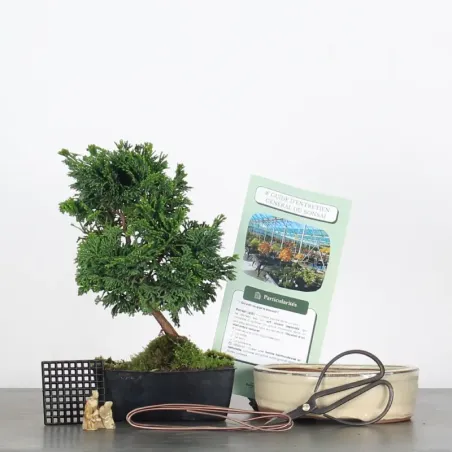 KIT BONSAI FAUX CYPRÈS DU JAPON A REMPOTER 1-14