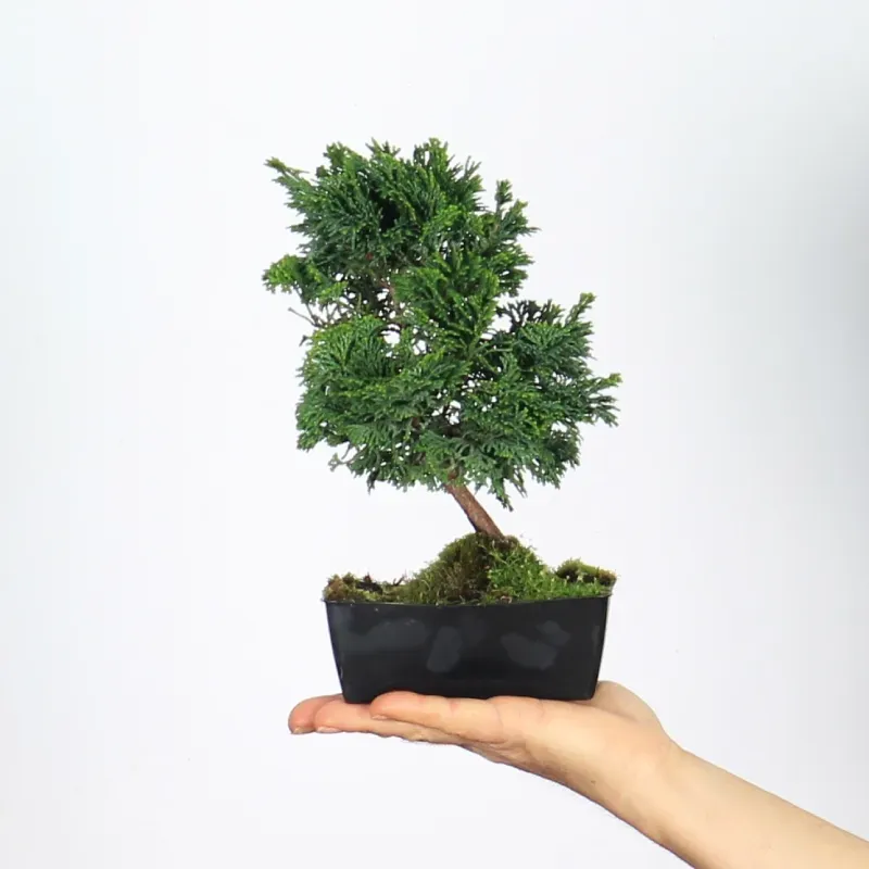 image supplémentaire - JAPANESE FALSE CYPRESS...