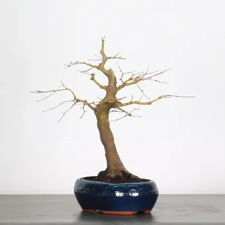 image supplémentaire - ACER PALMATUM 1-4