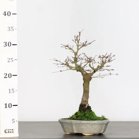 image supplémentaire - ACER PALMATUM 1-5