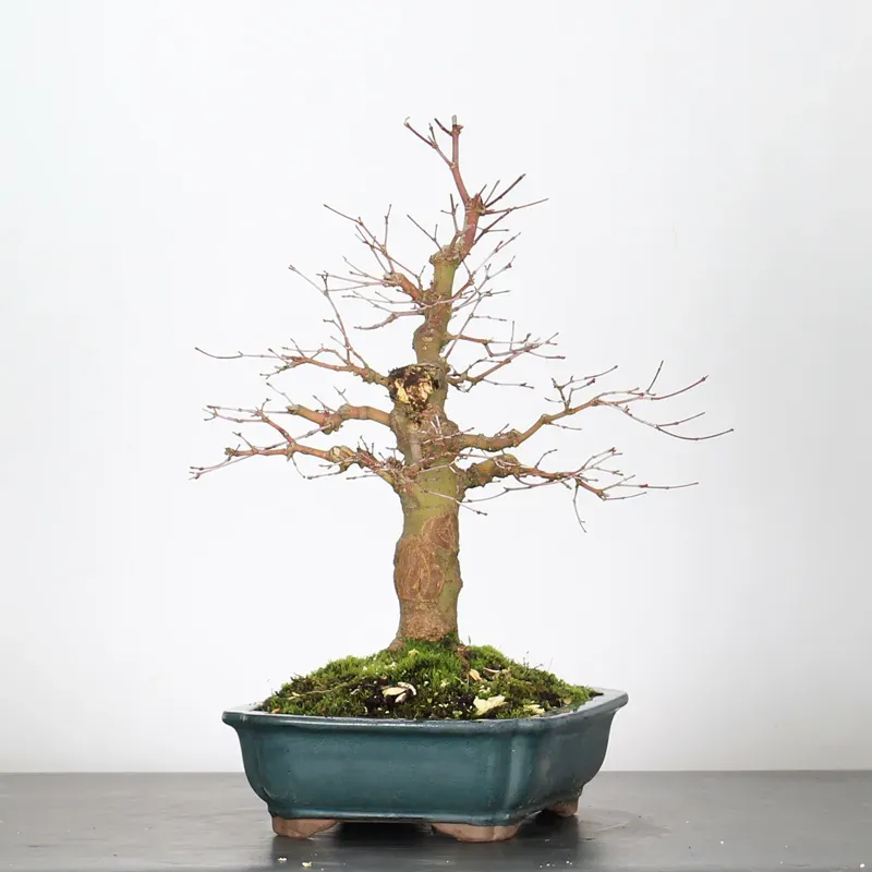 image supplémentaire - ERABLE DU JAPON "ACER...