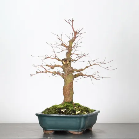 image supplémentaire - ACER PALMATUM 1-6