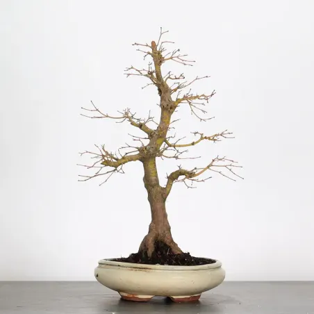 FOREST ACER PALMATUM 1-7