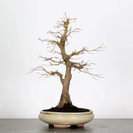 image supplémentaire - FOREST ACER PALMATUM 1-7