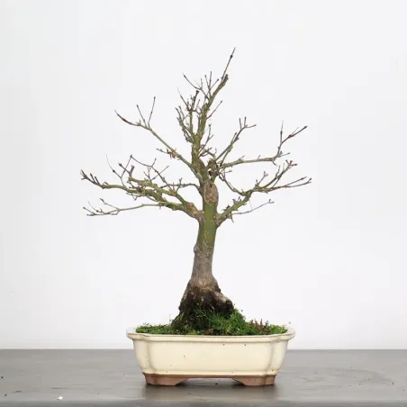 Bonsai Acer Palmatum AP-1-9