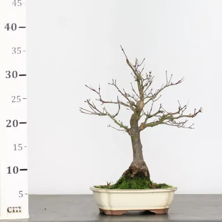 image supplémentaire - ACER PALMATUM 1-9