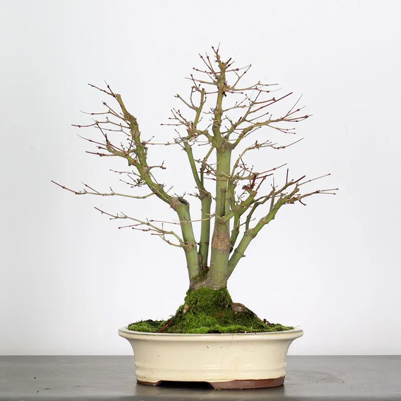 Bonsai Acer Palmatum AP-1-16