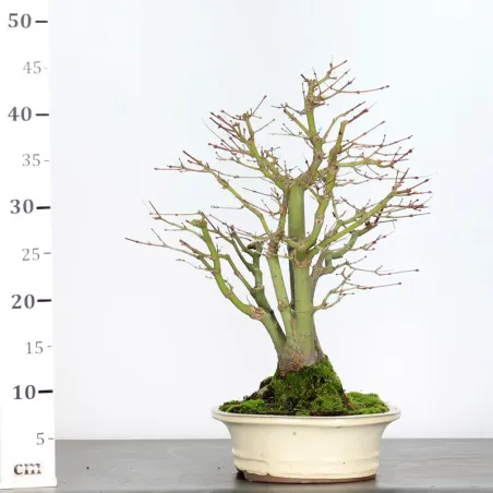 image supplémentaire - ACER PALMATUM 1-16