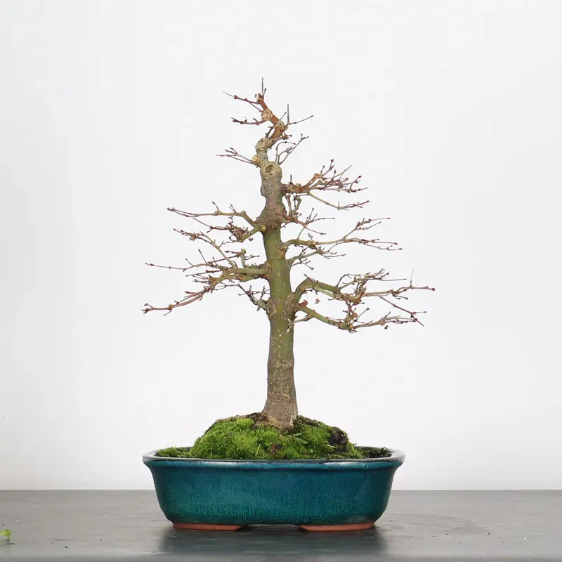 Bonsai Acer Palmatum AP-1-17