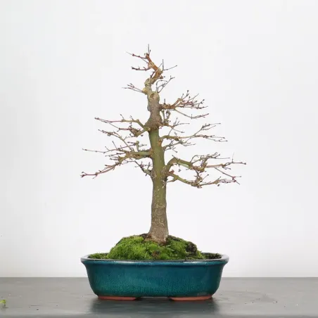 Bonsai Acer Palmatum AP-1-17