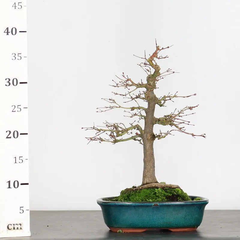 image supplémentaire - ACER PALMATUM 1-17