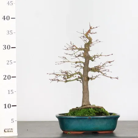 image supplémentaire - ACER PALMATUM 1-17