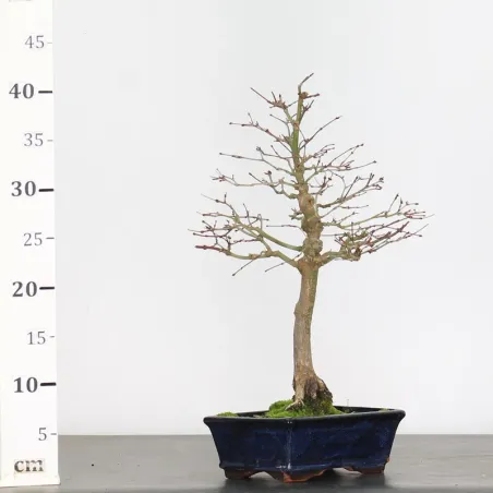 image supplémentaire - ACER PALMATUM 1-20