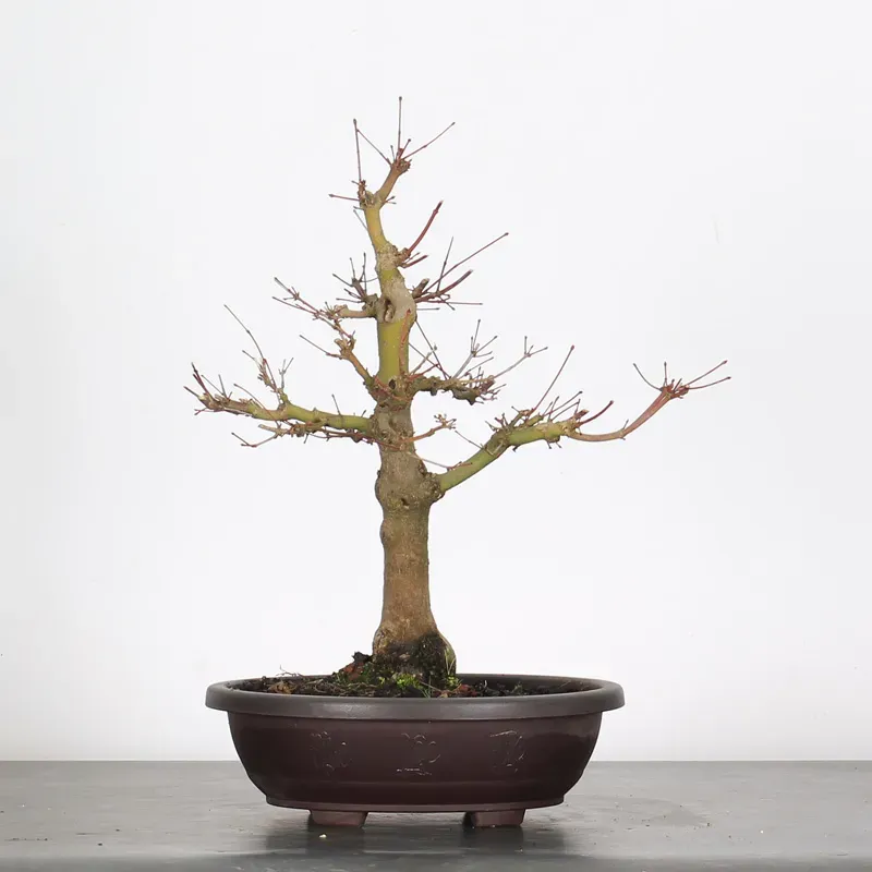 ERABLE DU JAPON "ACER PALMATUM" 1-23
