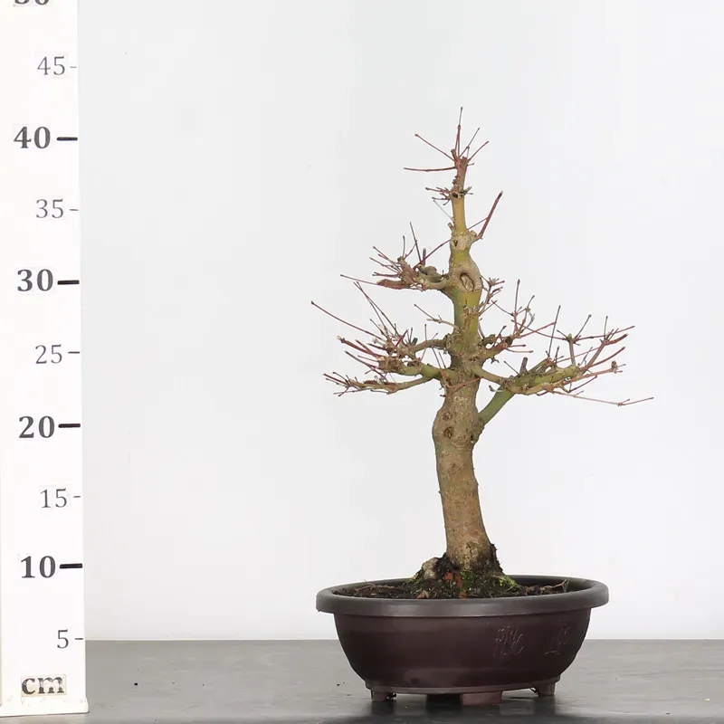 image supplémentaire - ERABLE DU JAPON "ACER...