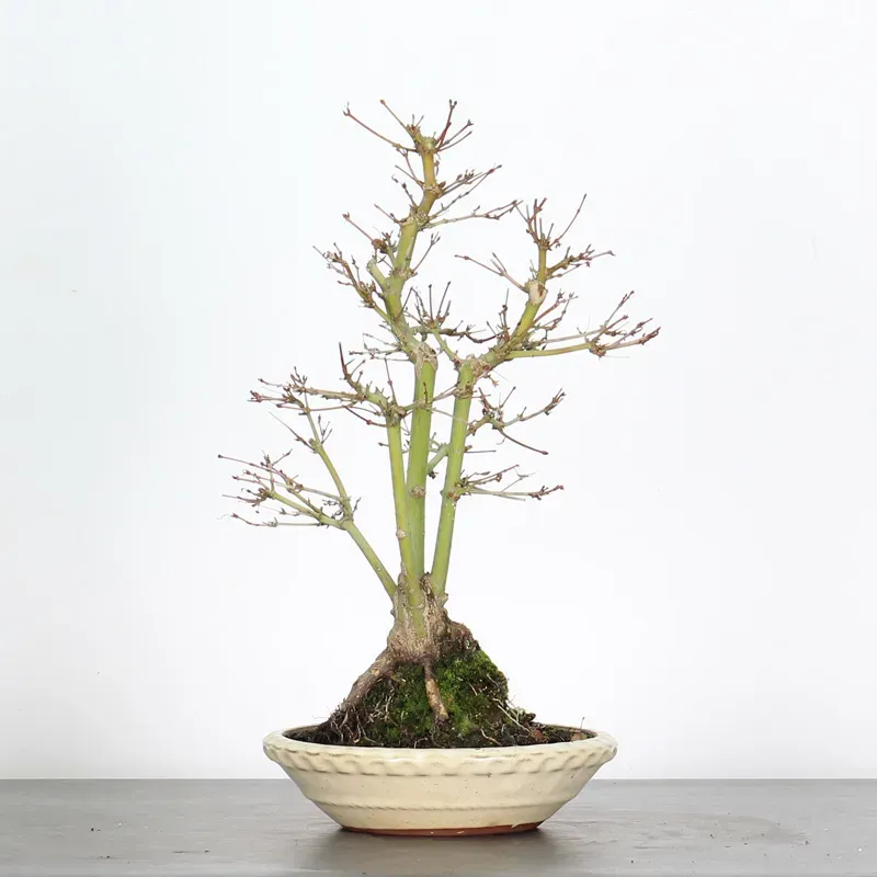 ERABLE DU JAPON "ACER PALMATUM" 1-25