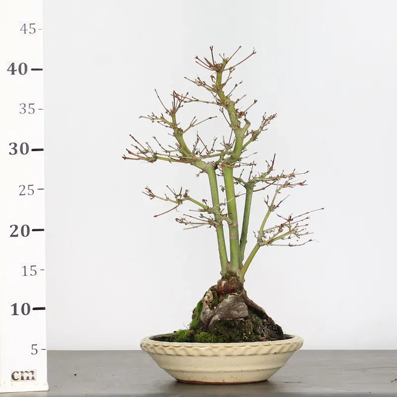 image supplémentaire - ERABLE DU JAPON "ACER...