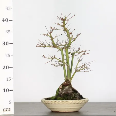 image supplémentaire - ACER PALMATUM 1-25