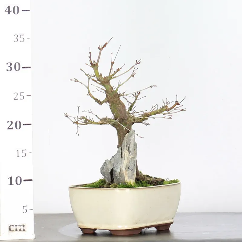 image supplémentaire - ERABLE DU JAPON "ACER...