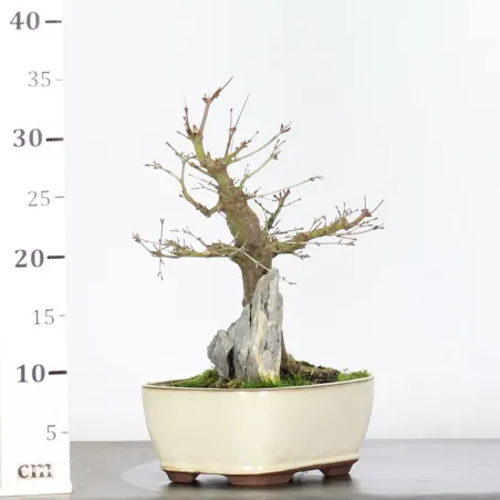 image supplémentaire - ACER PALMATUM 2-1