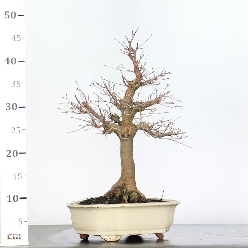 image supplémentaire - ACER PALMATUM 2-2