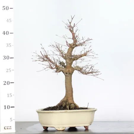 image supplémentaire - ACER PALMATUM 2-2