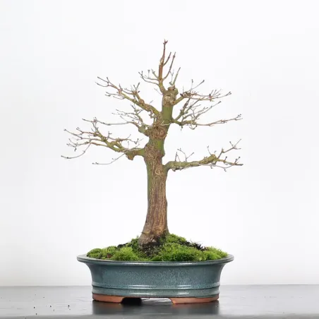 Bonsai Acer Palmatum AP-2-3