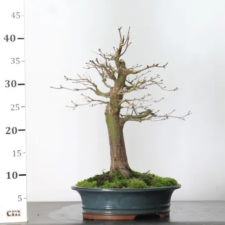 image supplémentaire - ACER PALMATUM AP 2-3