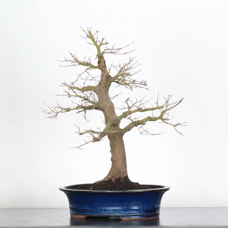 Bonsai Acer Palmatum AP-2-4