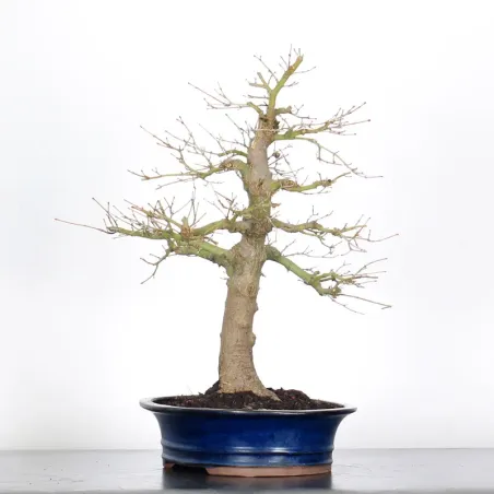 image supplémentaire - ACER PALMATUM 2-4