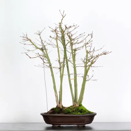 Bonsai Palmatum AP-2-5