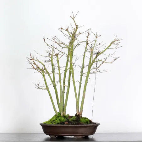 image supplémentaire - ERABLE DU JAPON "ACER...