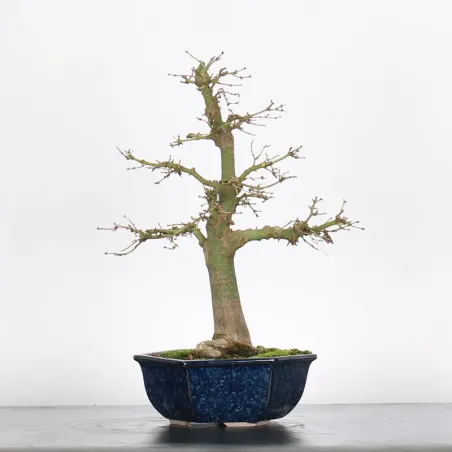 Bonsai Acer Palmatum AP-2-6