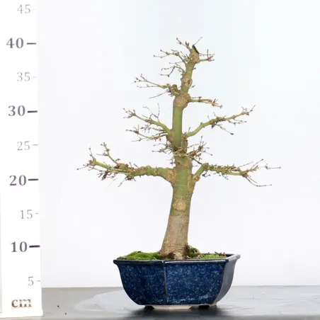 image supplémentaire - ERABLE DU JAPON "ACER...