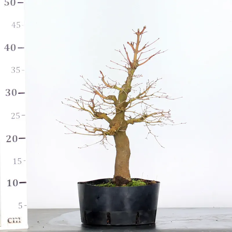 image supplémentaire - ACER PALMATUM 2-7