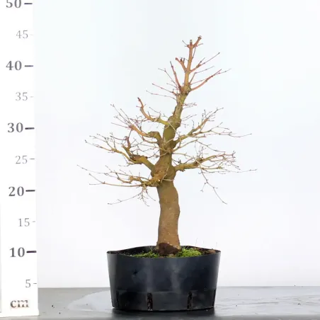 image supplémentaire - ACER PALMATUM 2-7