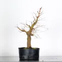 ERABLE DU JAPON "ACER PALMATUM" 2-7