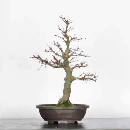 Bonsai Acer palmatum AP-2-8