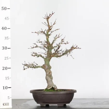 image supplémentaire - ERABLE DU JAPON "ACER...