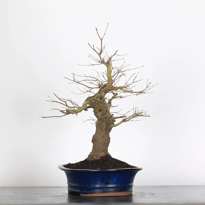 image supplémentaire - ERABLE DU JAPON "ACER...