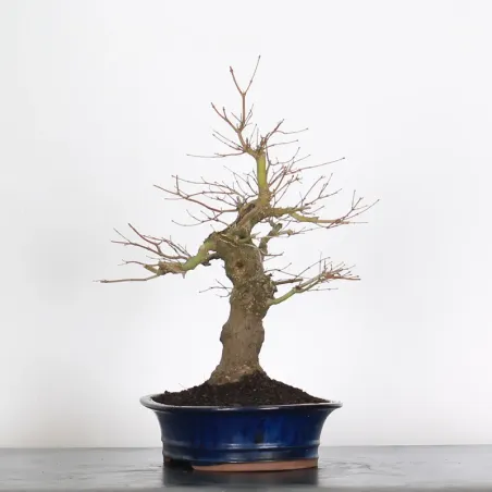 image supplémentaire - ACER PALMATUM 2-9