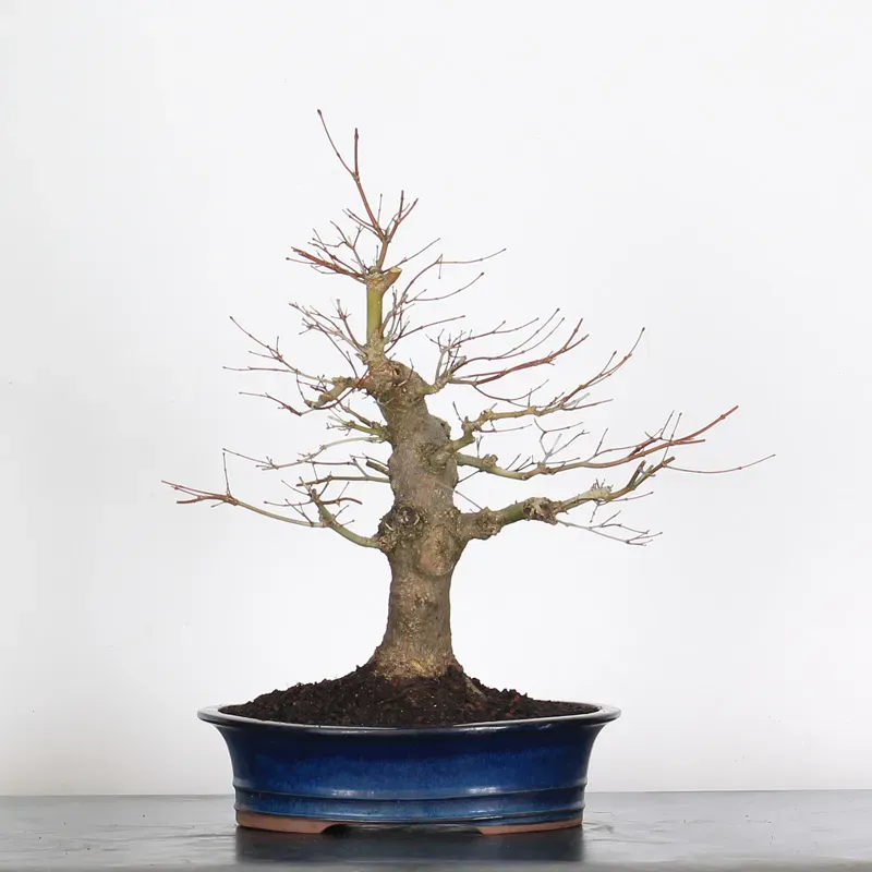Bonsai Acer Palmatum AP-2-9