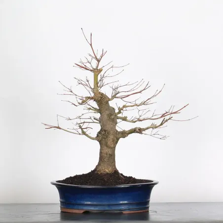 Bonsai Acer Palmatum AP-2-9