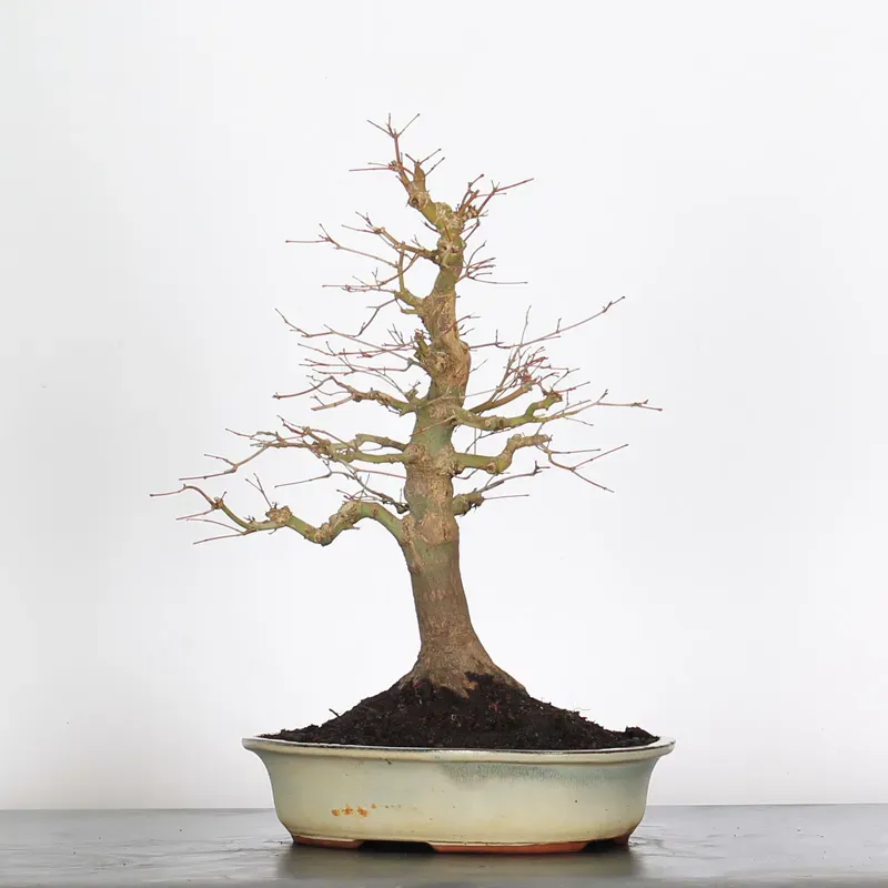 Bonsai Acer palmatum AP-2-10
